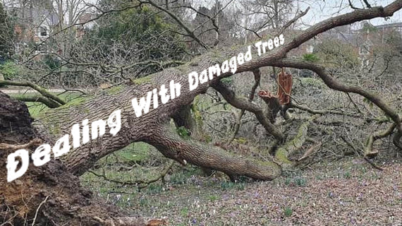Dealing With Damaged Trees - Tracmaster Ltd