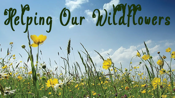 Where Have All Our Wildflowers Gone? - Tracmaster Ltd
