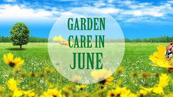 Tracmaster's Top 10 Gardening Jobs for June - Tracmaster Ltd
