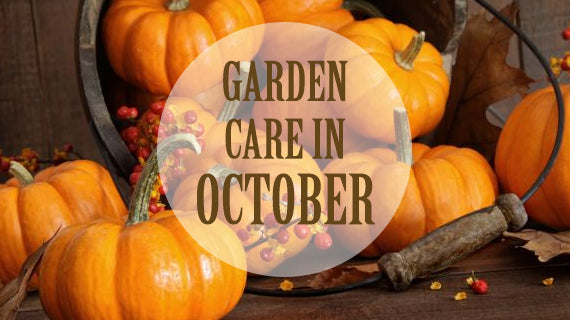 Tracmaster's Top 10 Gardening Jobs for October - Tracmaster Ltd
