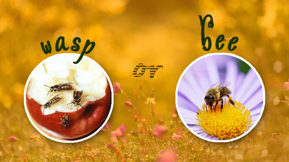 Tracmaster Blog | Difference Between Wasps and Bees