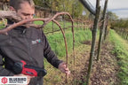 Video showing how the Bluebird Vine tying machine works